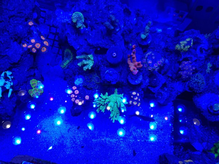 Aquarium wohnzimmer licht